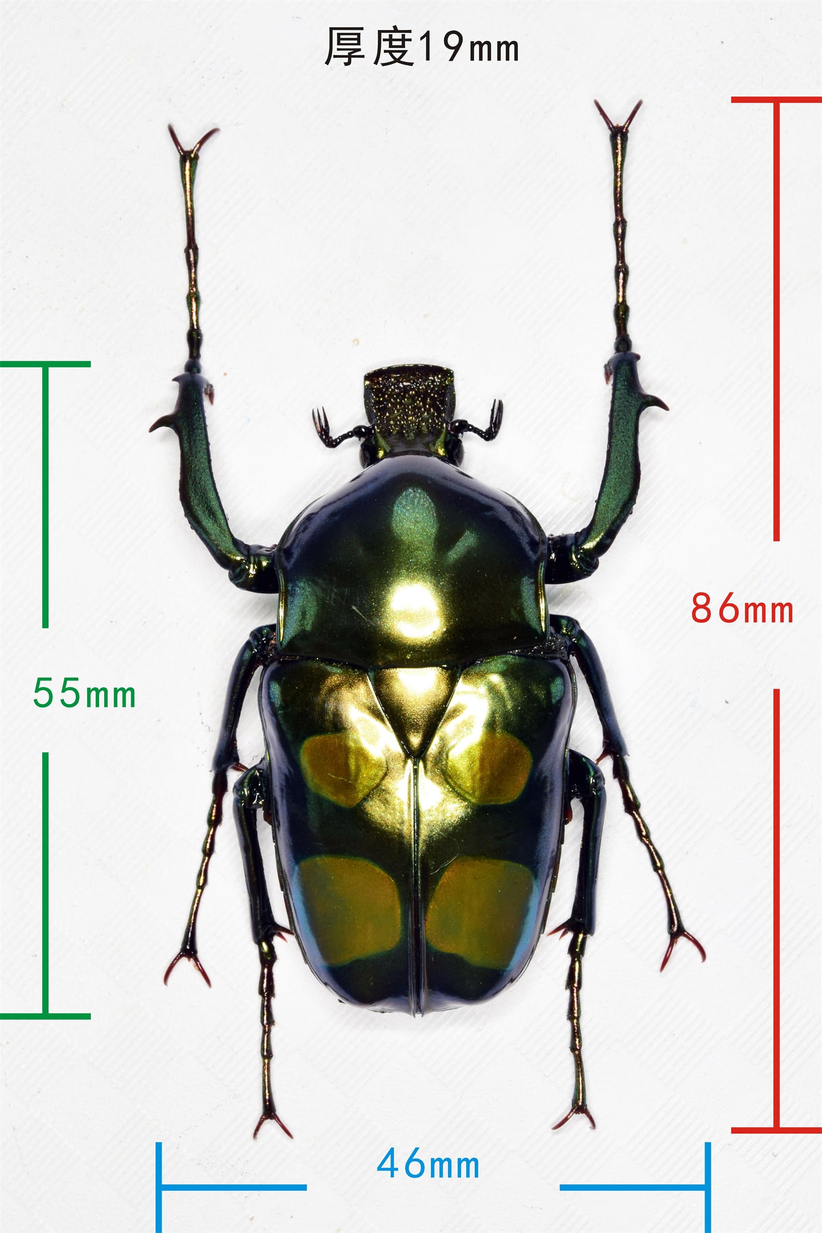 テナガコガネ　フィギュア Amazon.co.jp: 涅槃 オオテナガカナブン フィギュア 甲虫目